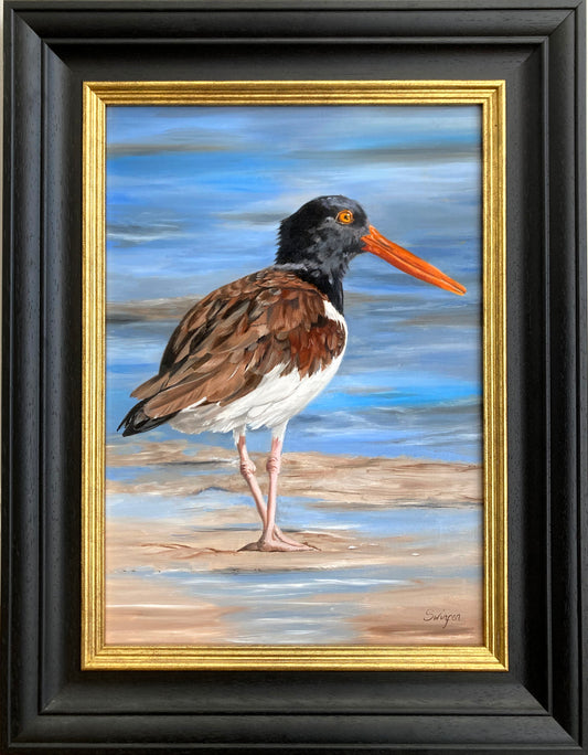 Oyster Catcher