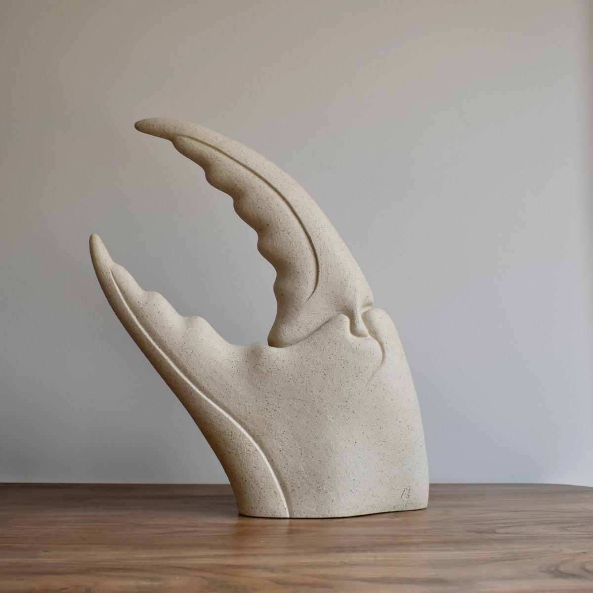 Large Sandy Crab Claw