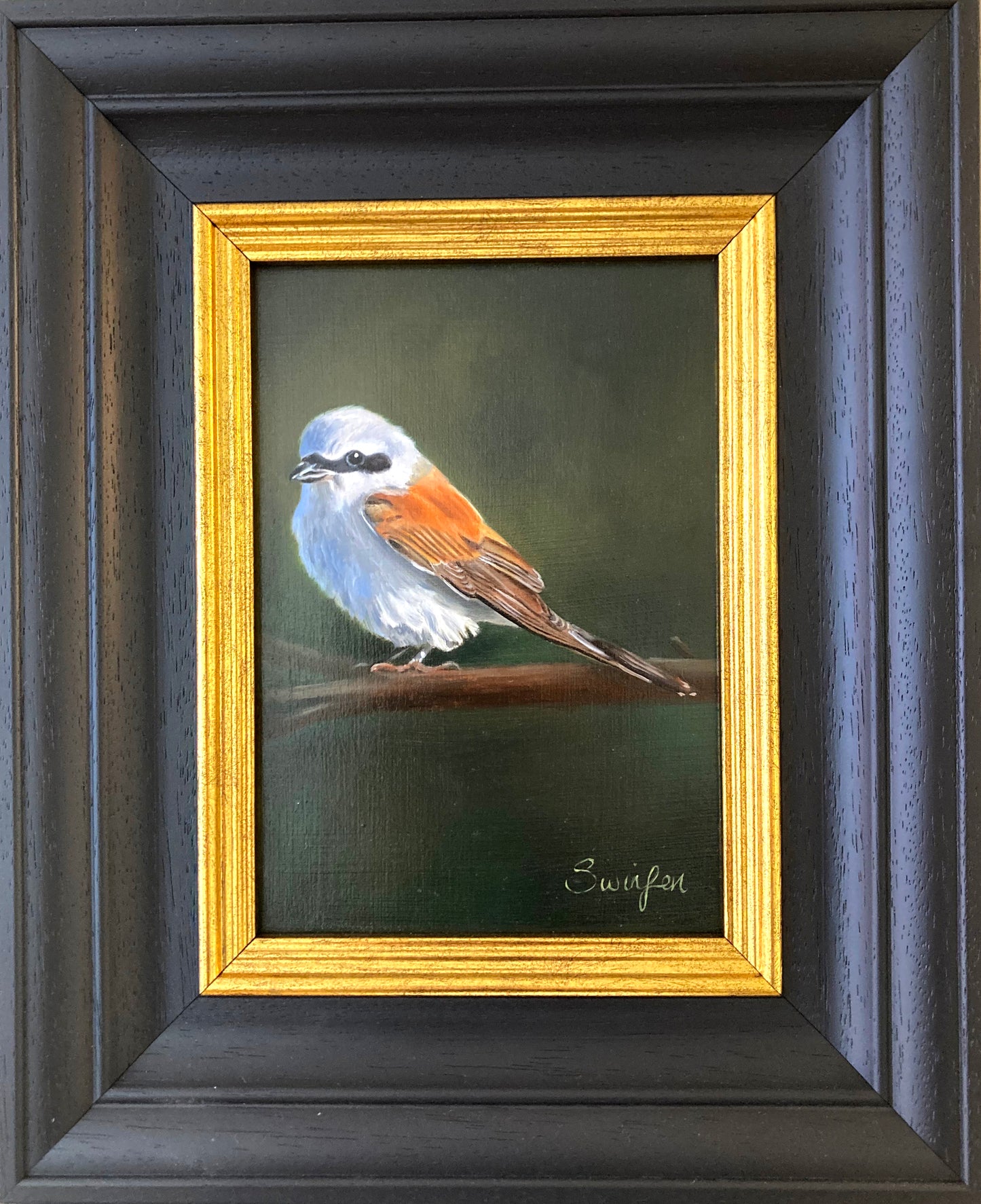 Red Backed Shrike